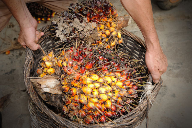 Image of responsibly sourced palm tree fruit, the source of palm oil in NEUTROGENA® products